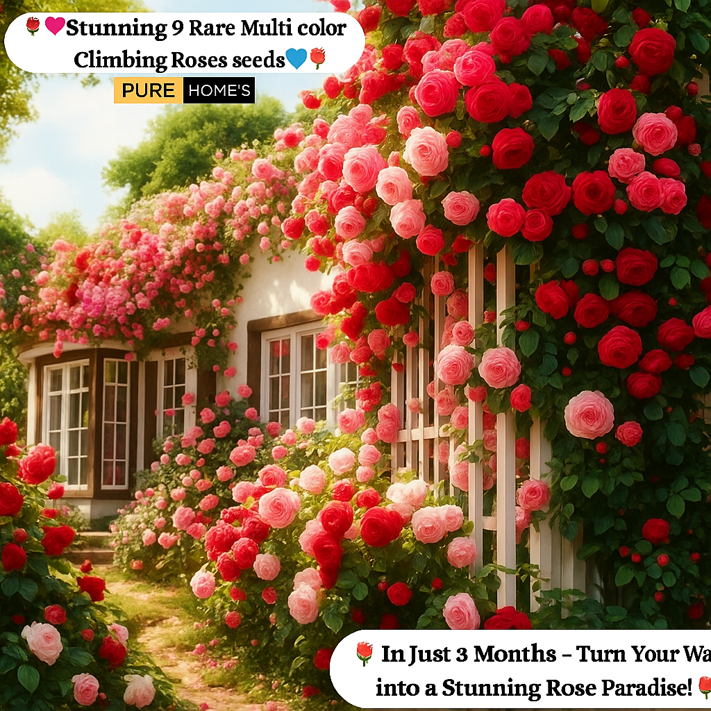 š„ Last Day Sale - 50% Offš„ Elegant Climbing Rose Flower Seeds
